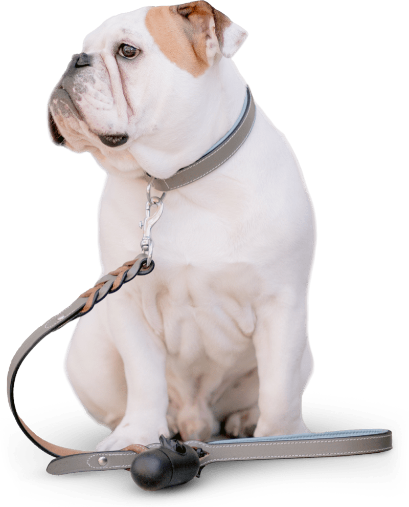 Wakefield Dog Walker